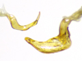 Corixa panzeri